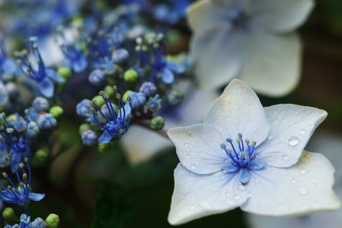 紫陽花 萼と花と雄蕊と雌蕊