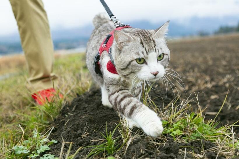 足取りも軽く（かなりのスピードで）ニャン吉は帰っていった（ｐｈｏｔｏ　草野清一郎）