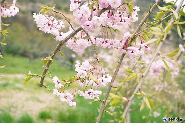 宮城県東松島市の「復興記念桜」（2017年4月21日撮影）