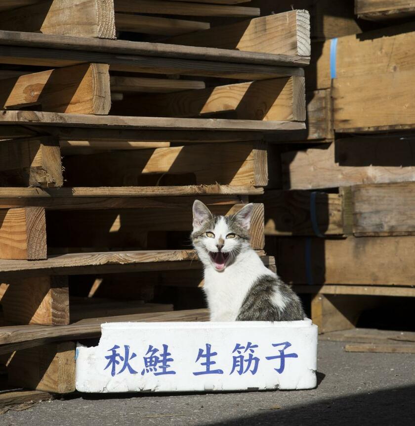 かつて、フランスの哲学者・アランは言った。