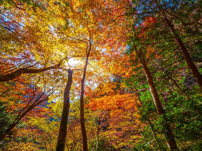 みたらい渓谷の紅葉（奈良県）