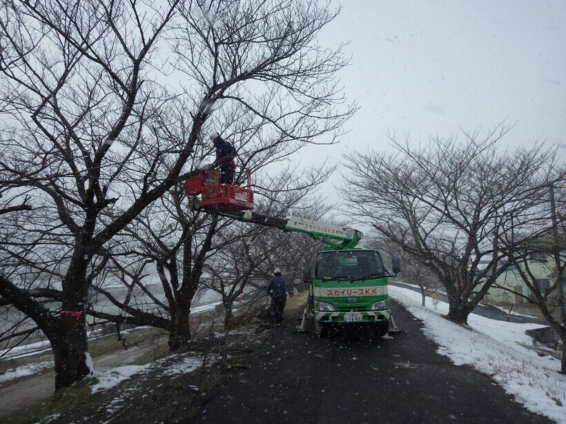 高所作業車で海蔵川（三重県四日市市）の桜の剪定作業を行う地元の人々＝中村昌幸さん提供