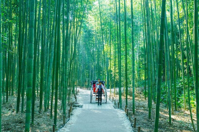 緑の優しい木漏れ日に包まれた竹林の小径（写真：「健康さんぽ　京都」）