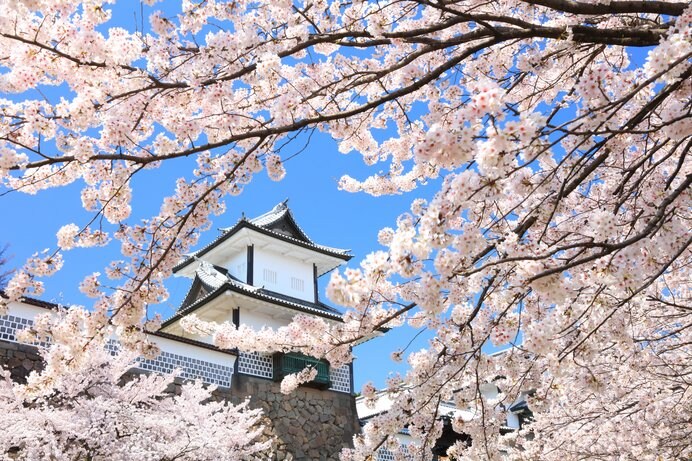 金沢城の桜（石川県）