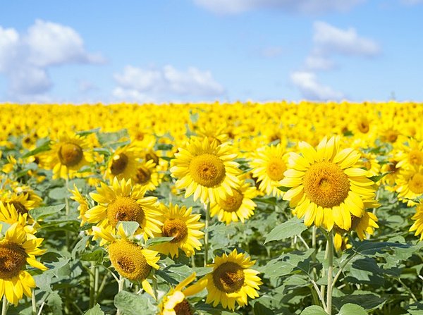 太陽の光を全身で受け、力強く咲くひまわりは生命力に満ち溢れていますね