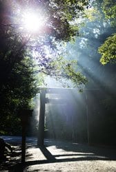 伊勢神宮　雨の翌朝、木々の間から光が柱のように現れた。すがすがしさを感じる内宮・参道と鳥居の光景（撮影／稲田美織）