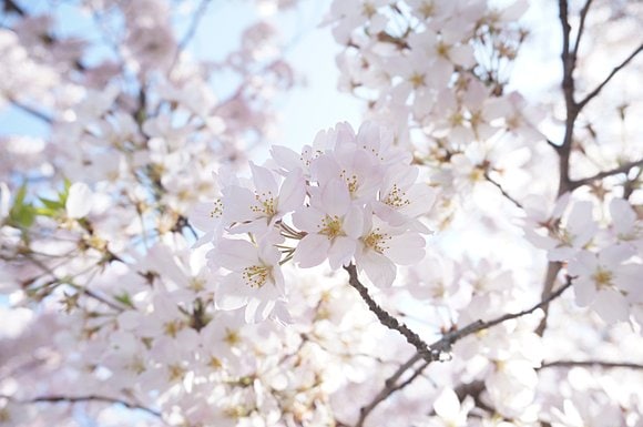 花びらのグラデ―ジョンが美しい「神代曙」