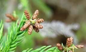 生活習慣の改善から花粉症対策が叶う　症状緩和のための心得5つ