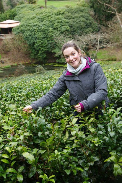 「トレゴスナン」では2005年から国産紅茶を販売している。コーンウォールの温暖な気候も栽培を成功させた要因だ（撮影／富岡秀次）