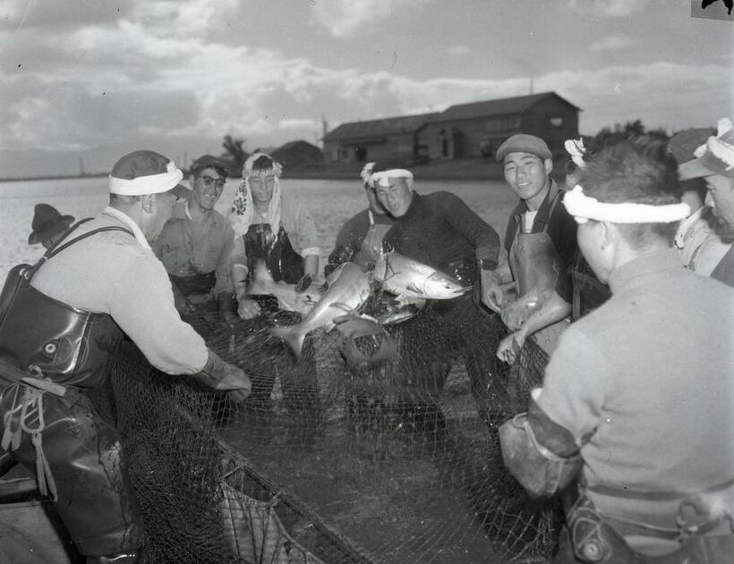 1950年代の石狩川河口付近での鮭漁の様子。秋鮭がかかった網を引く漁師ら
