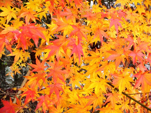 今年の関東エリアの紅葉は早め