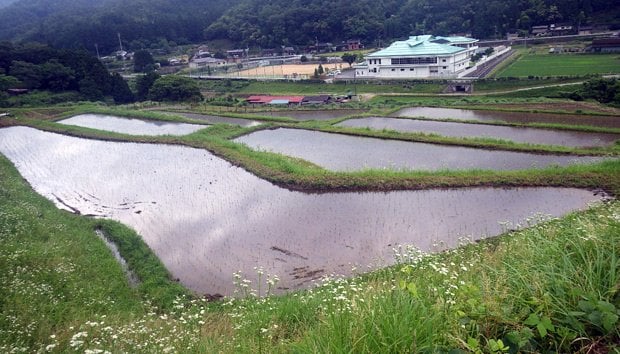 荒れていた農地を市外の企業が借り受け、参入したことで、再び美しい景観がよみがえった（写真：兵庫県養父市提供）