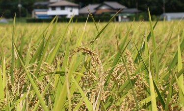 「小泉米」はダブつき「新米」5キロ5000円、昨年産米で6000円超も 米価の混乱がまだまだ続くワケ