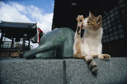 子猫の旅 芭蕉の道 ニャンロード（奥の細道） 迷わ