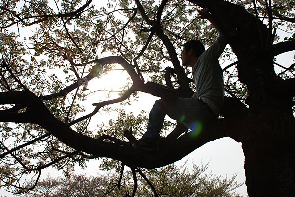酔っぱらって、桜の木に登らないように！