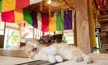 寺や神社に愛されて暮らす猫たち