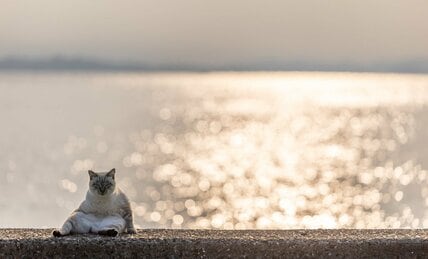 キラキラ朝日を背景に佇む猫「ふー、どっこいしょ～」【沖昌之】