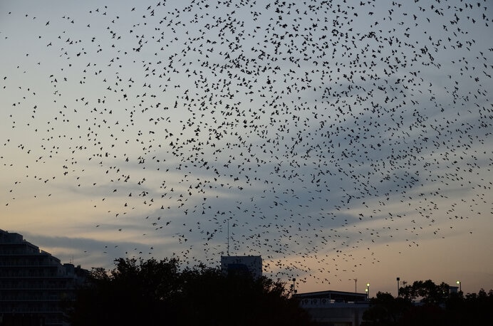 ムクドリの大集団の群飛。ムクドリがいなくなったら虫が大発生するかも？