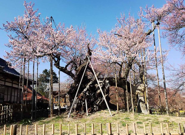 山高神代桜　（写真提供／北杜市観光協会）