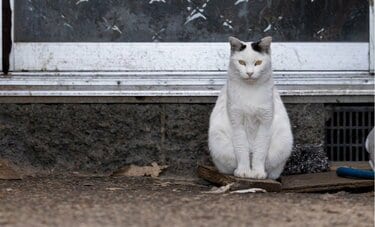 ポツンとひとりたたずむ白黒猫「誰か早く帰ってこないかな。」【沖昌之】