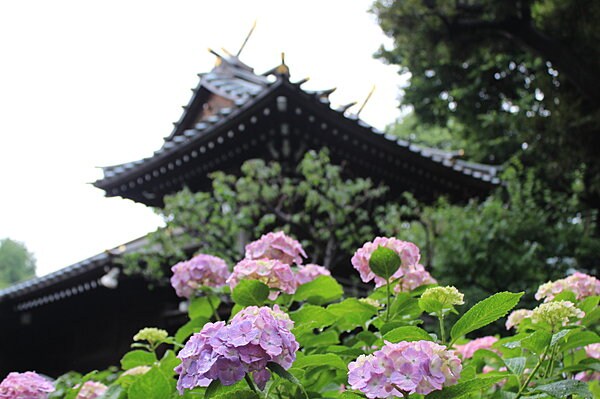 あじさいが色づく雨季の白山神社