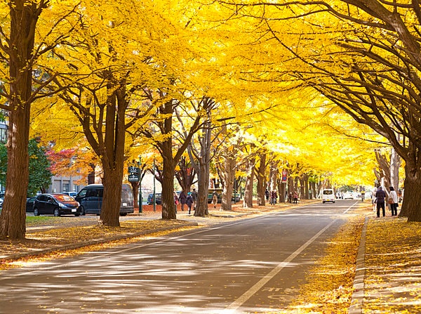 秋には黄金色に輝く見事なイチョウ並木。これをお目当てに訪れる観光客も多い。