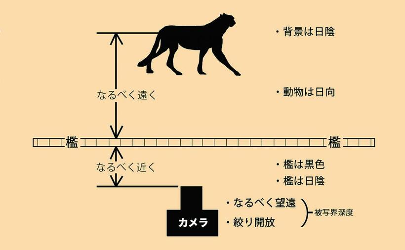 【檻の消し方】カメラはなるべく檻に近づきなるべく檻から離れた動物を狙う。檻の色は黒いとよい。光は檻が日陰で動物が日なたであれば効果的で、その反対はNGである。また、レンズは望遠であればあるほどよい。絞りは開放かその付近にセッティングする