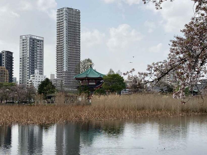 不忍池に浮かぶように建つ寛永寺・不忍池辯天堂