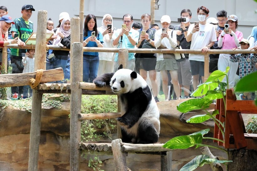 マレーシアの首都クアラルンプールのネガラ動物園にいるパンダ。愛らしいしぐさを見て、スマホを向ける人たちも笑顔になっていた=2024年5月5日