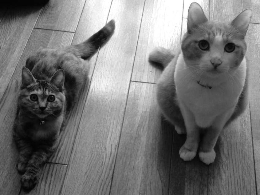 写真・図版(1枚目)| 第1327回 私に活を入れてくれたこげ
