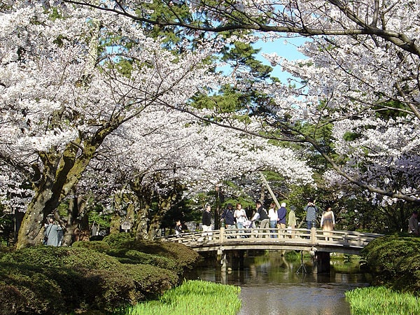 曲水（きょくすい）に架かる花見橋（はなみばし）と満開の桜　　写真提供：石川県