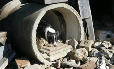 災害救助犬と地震の48時間後に輪島市へ　要救助者が出す“ストレス臭”がカギ＜捜索活動ルポ＞