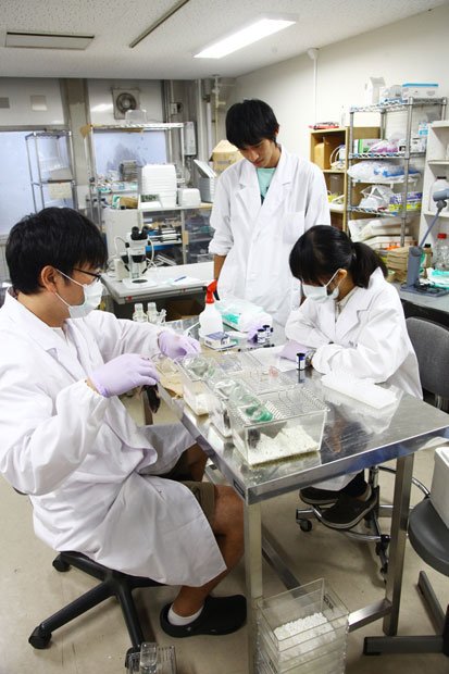 東京大学大学院農学生命科学研究科数多くの研究室があり、最先端の研究を行っている。写真は生物機能開発科学研究室の様子。給餌などで変化をつけたマウスの血液を採取し、血糖値を測定する（撮影／村上宗一郎）