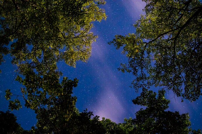 木々の間より見る星空