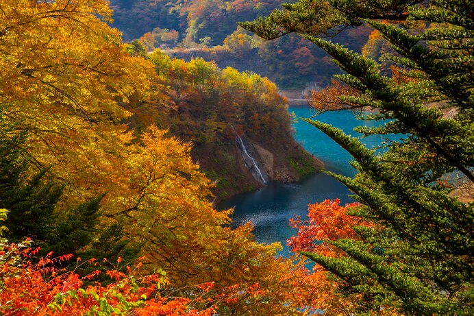 湖畔の高台から望むと、鮮やかな紅葉と四万ブルーのコントラストが見事