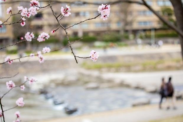 鴨川は、四季を感じながら思い思いに過ごすことが出来る京都人の憩いの場所
<br />