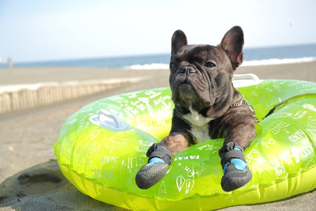 海やプールでは肉球がふやけてしまうため、ケアが必須だという（docdog提供）