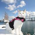 “ねこ副船長”みーちゃんと巡る「新湊観光船」
