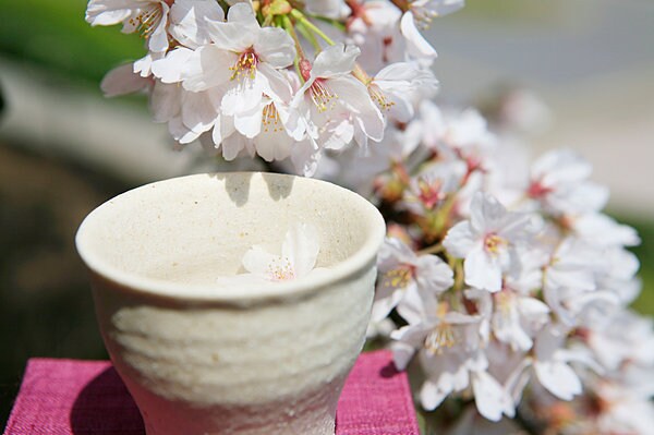 満開の桜の下での一杯。春の訪れに心も弾み、ついついお酒も進んでしまうもの