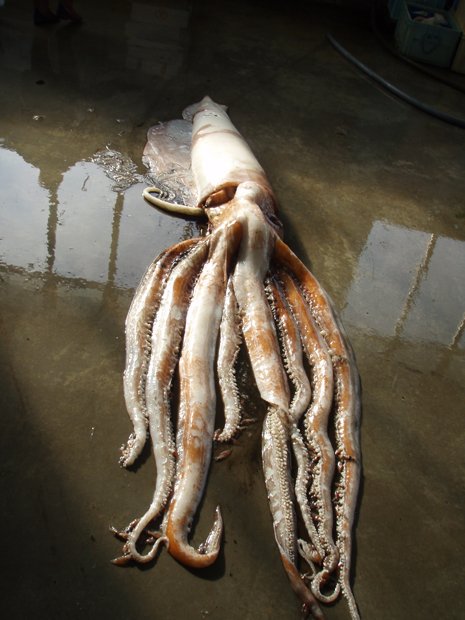 2014年4月、定置網にかかり引き揚げられたダイオウイカ（写真提供：魚津水族館）