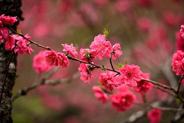 品種は江戸時代からあまり変わらないそうです