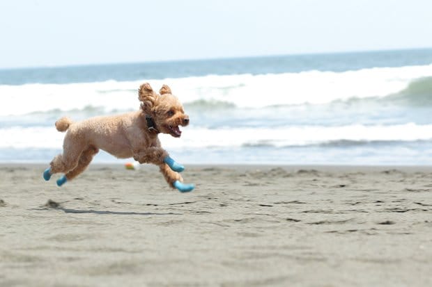 サイズが合う靴を履けば、違和感なく駆け回ることができるという（docdog提供）