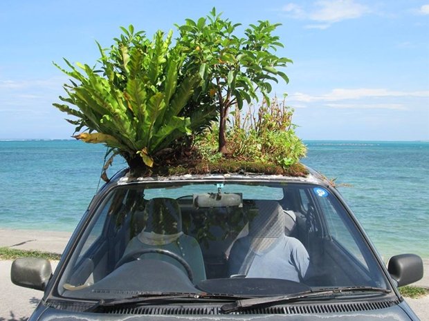 沖縄の海に生えるジャングルが車の上に。