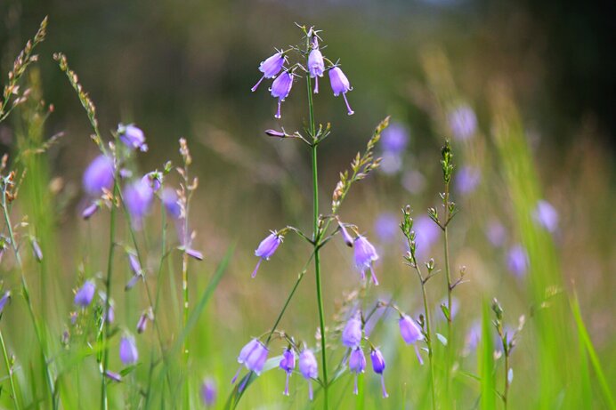 秋の野辺には趣きのある野の花がいっぱいです