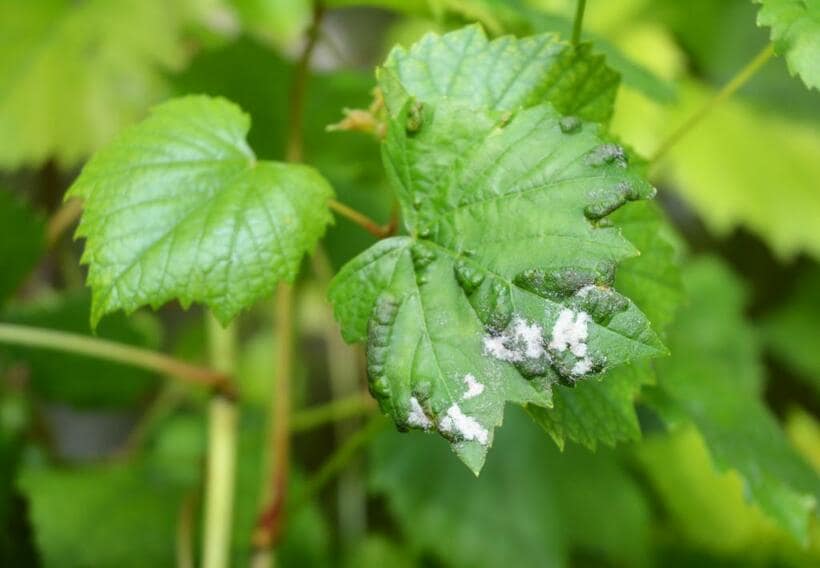 動物の場合血液の中にいる細胞、白血球が微生物と戦う。調べてみると植物にも病気と戦う力はあるどだそうだ（写真：ｇｅｔｔｙ ｉｍａｇｅｓ）