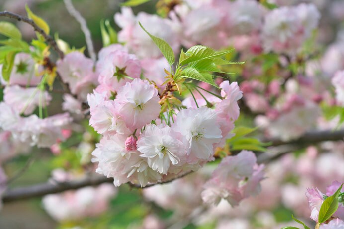 八重桜の花びら、多いものでは300枚近くになるものも