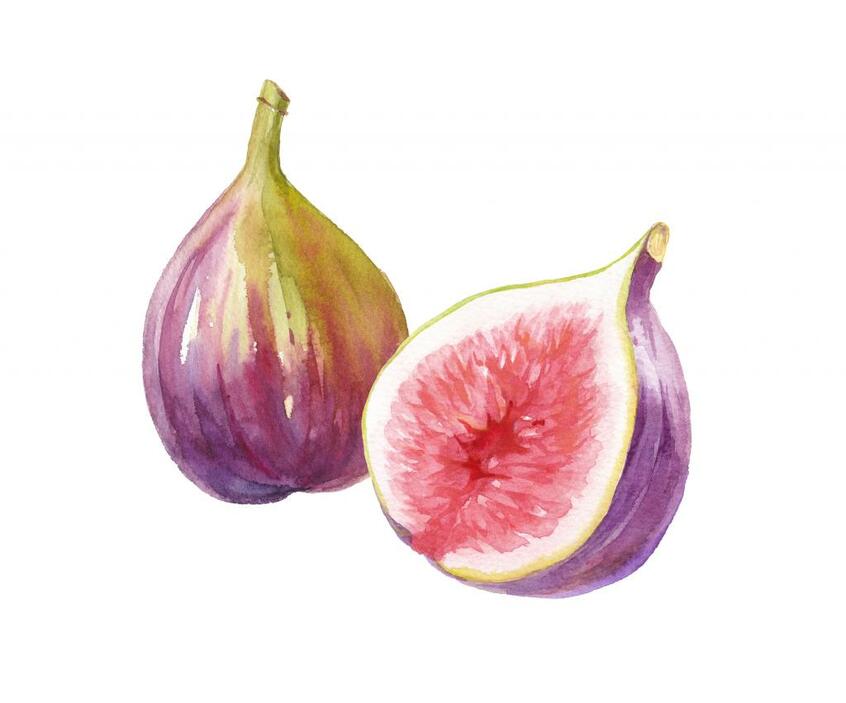 腸と肺の潤いを養い、通便を良くする食材「いちじく」 イラスト:Keiko Takamatsu / PIXTA(ピクスタ)