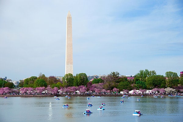 タイダルベイスンから見るワシントン記念塔。岸辺には満開の桜とそれを楽しむ人々が。