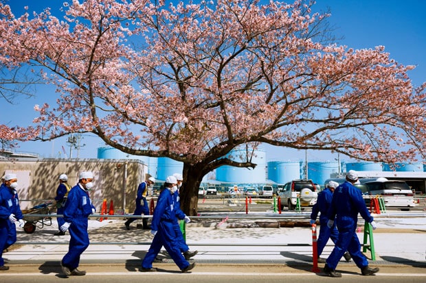 廃炉作業が進む東京電力福島第一原子力発電所。春になると桜が咲き、その間を作業員が歩く。ここでは、それが日常となった。２０１６年４月１２日（撮影／西澤丞）