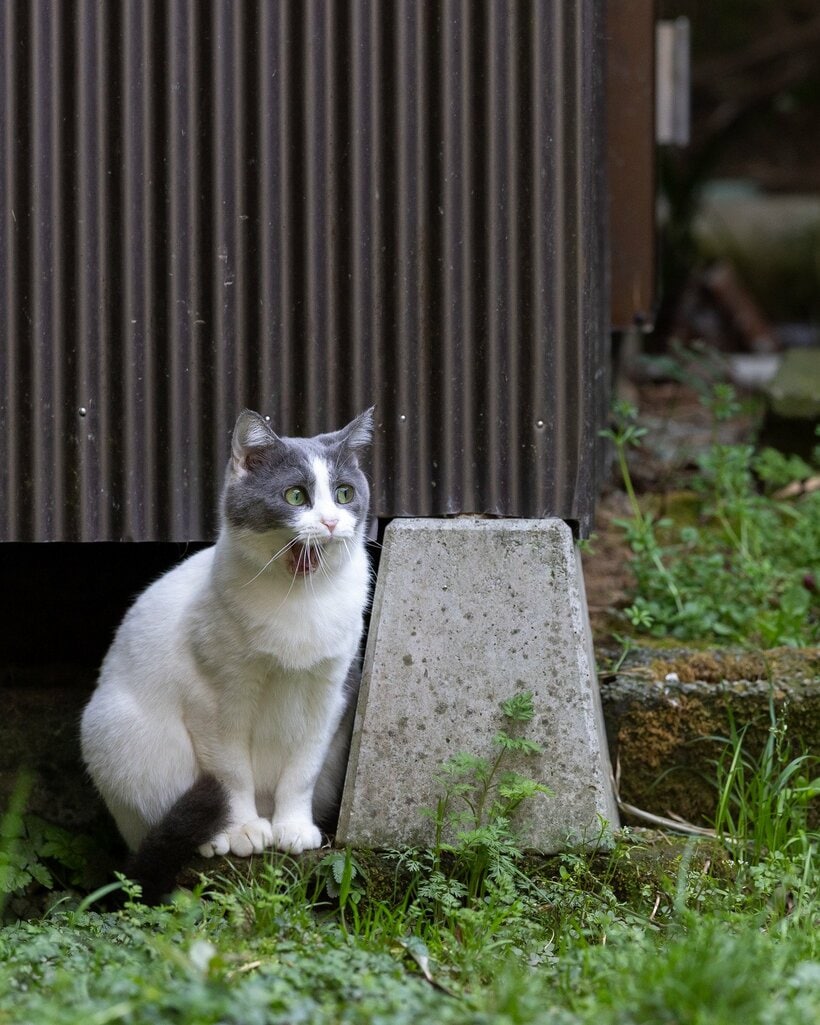 Canon　EOS　R1・f4・1／1000秒・ISO800（撮影／猫写真家・沖昌之）